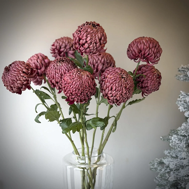 Пачка хризантем бордовых №2256